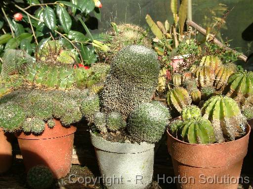 Cactus pots 